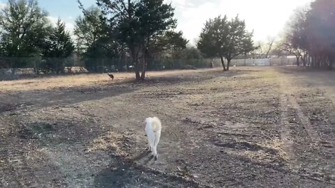 Kangaroo thinks He’s a Dog (he is not) *Releasing Dababy*-16