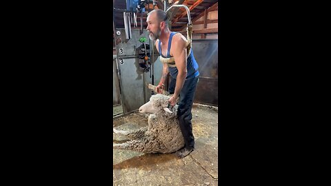 Shearing a yearling