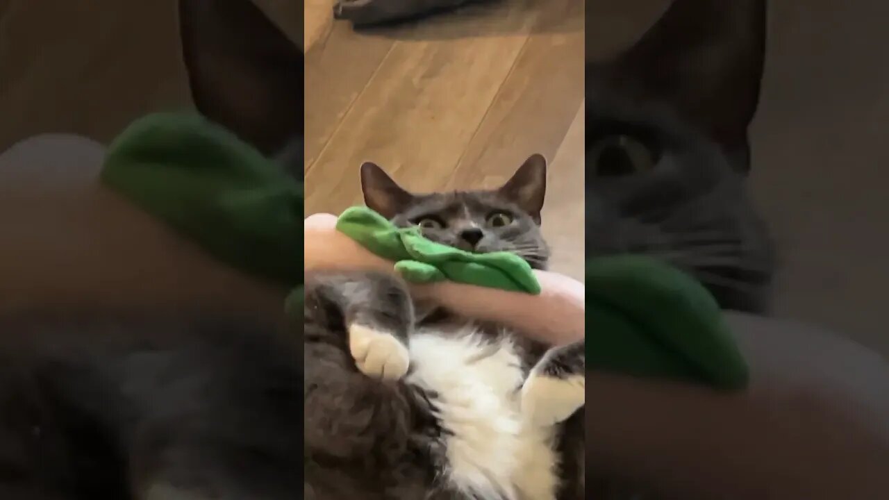 Cats are the Funniest Animals