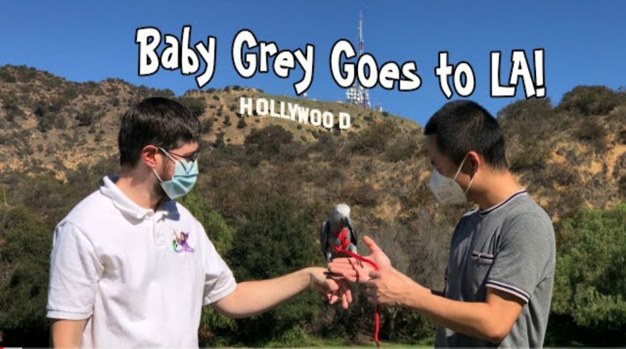 Delivering a Baby African Grey Parrot to LA!