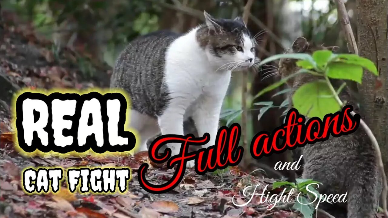 Real Cats Fight ,Full actions ang Hight Speed