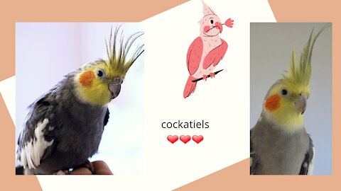 cockatiel love free...