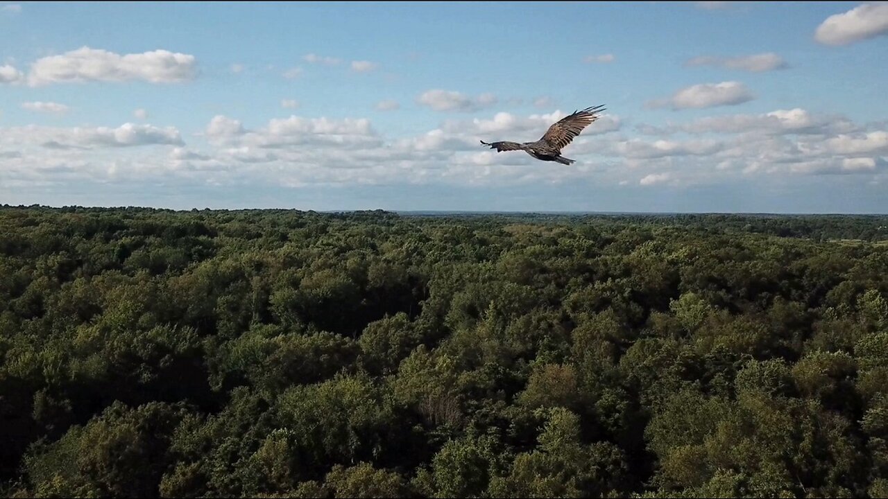 Almost got my drone to lock on and fallow a Vulture!