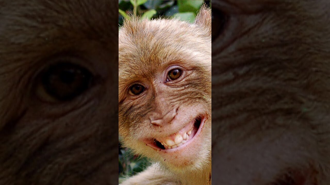 Funniest monkey - cute and funniest monkey😁🤣