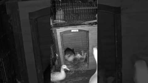 Geese and duck at night