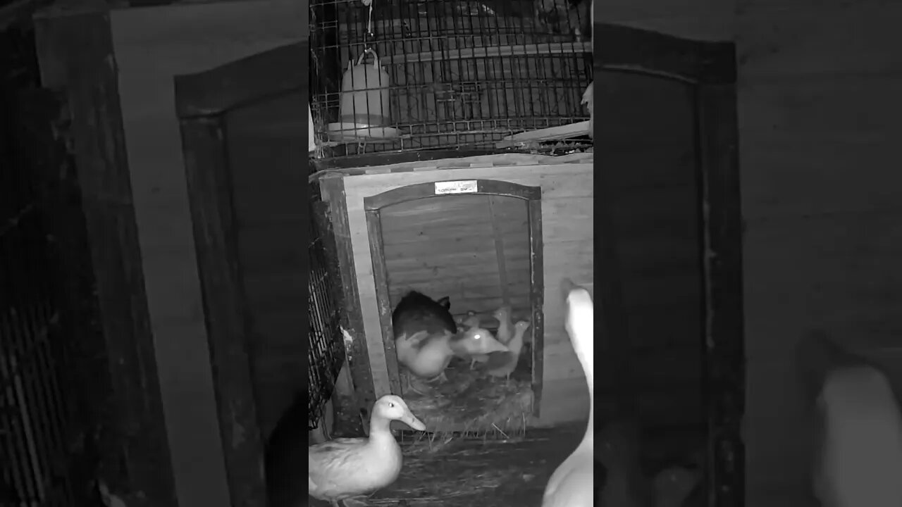 Geese and duck at night