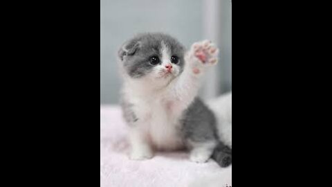 Beautiful and funny cats are very adorable Have fun with fun