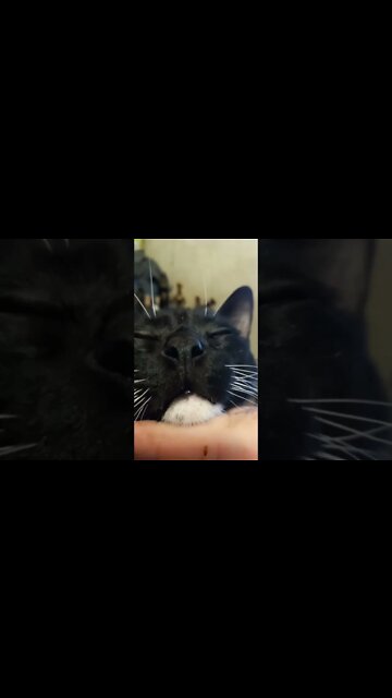 Moon pie curing my Depression #shorts #shortsvideo #shortsfeed