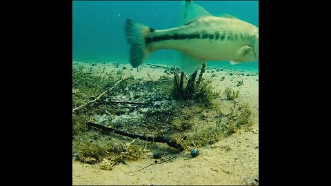 largemouth bass bed