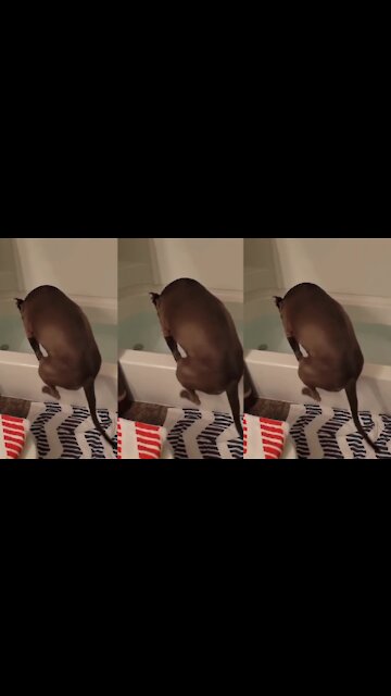 Dog: Just wait for a moment