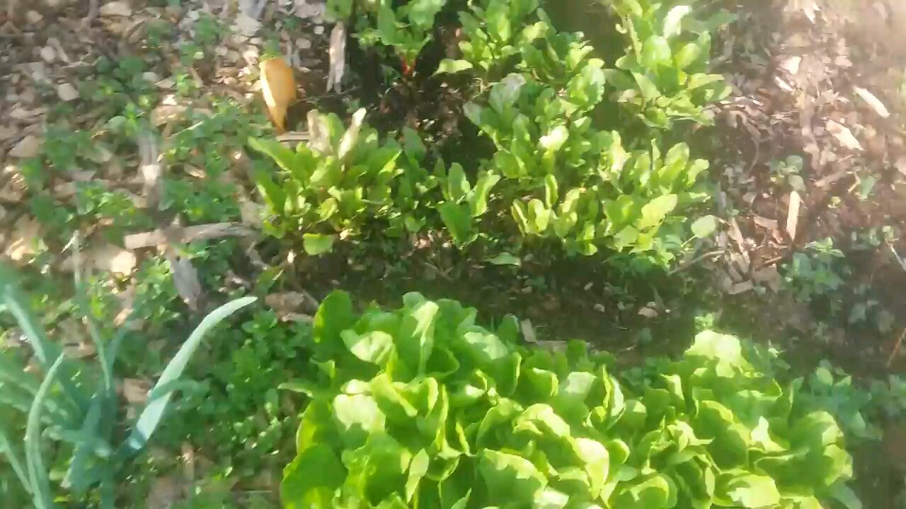 Wild Urban Gardens 2021 - Community Garden Plot Update. What a difference a week makes.