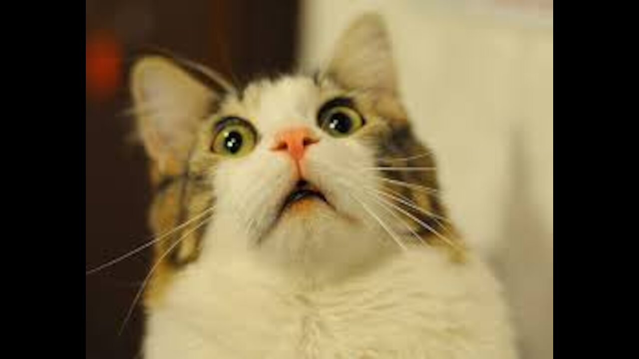 The cat is very panicked.