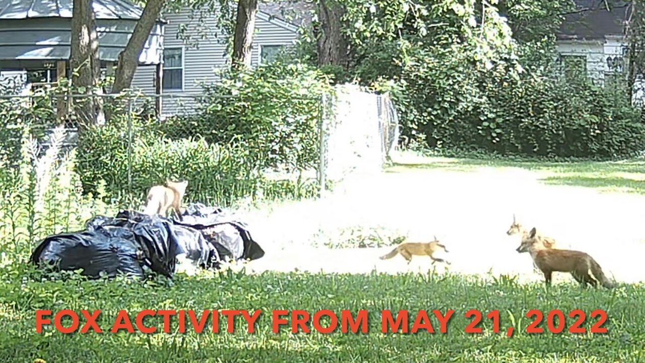 Fox Activity From May 21, 2022