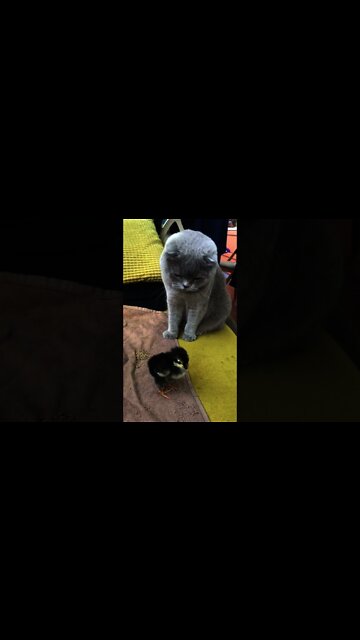 Kucing sedang bermai dengan anak ayam