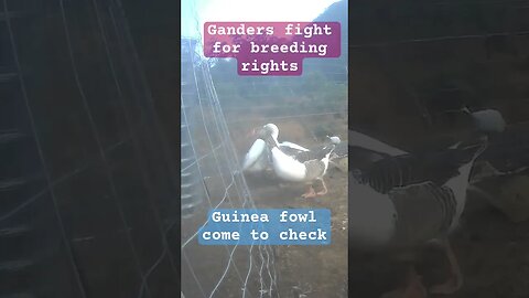 Ganders fight for breeding rights. This is why surveillance cameras are useful. They were taken out