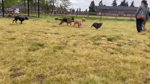 German Shepherd VS Pitbull: UNLEASHED