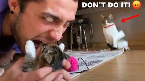 Funniest Cat Videos That Will Make You Laugh | Funny Cats