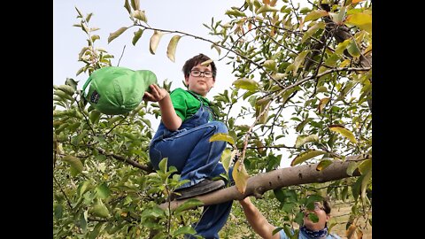 Serious Apple Picking, Fall 2020