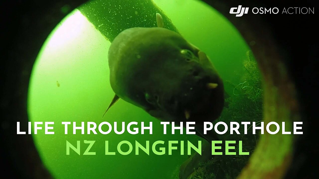 Life Through the Porthole | NZ Longfin Eel in it's Natural Habitat