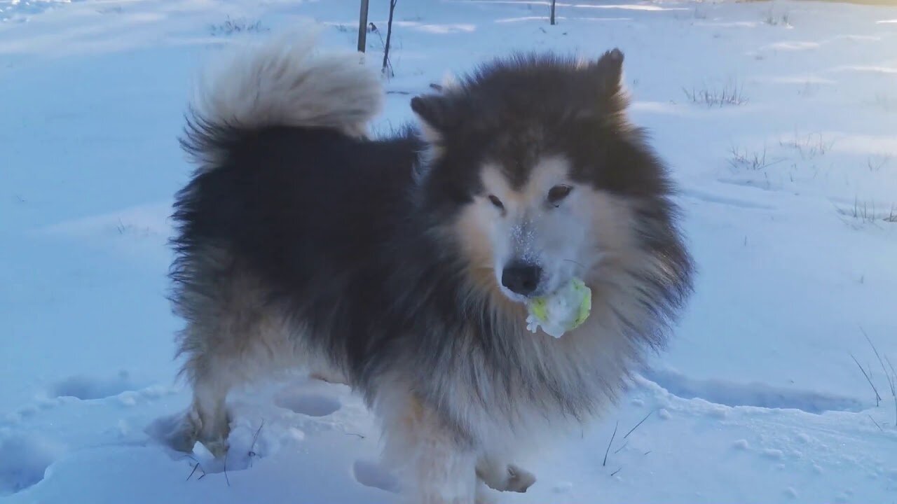 Cute Dogs and Puppies enjoying life to the Fullest