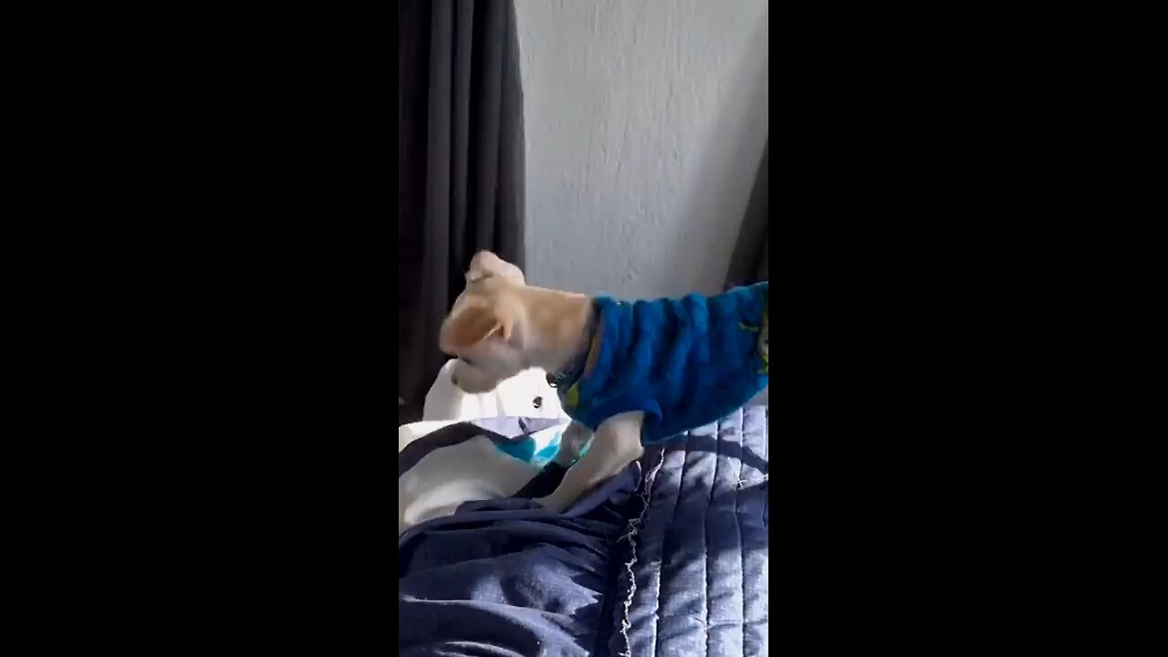 Chuckle Critters: Cute and Funny Animal Moments