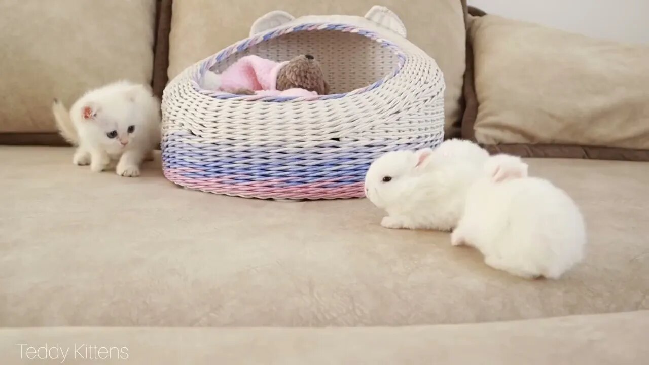 White kitten and white tiny bunnies 🐰 | It's so Сute! 🥰
