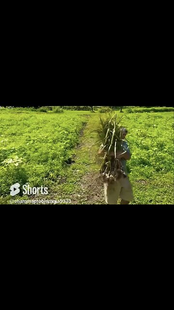 🧄71st Year Of Specific Hardneck Garlic Season Is In The Books #Rumble #diy #skootsmcd #bean&wiske