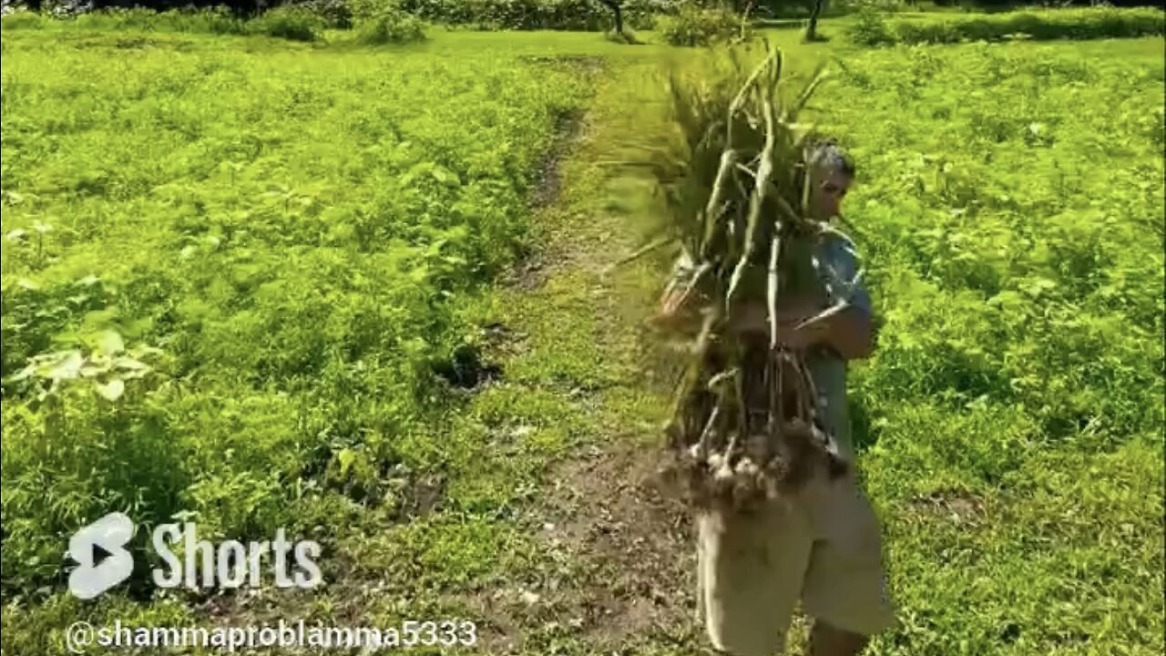 🧄71st Year Of Specific Hardneck Garlic Season Is In The Books #Rumble #diy #skootsmcd #bean&wiske