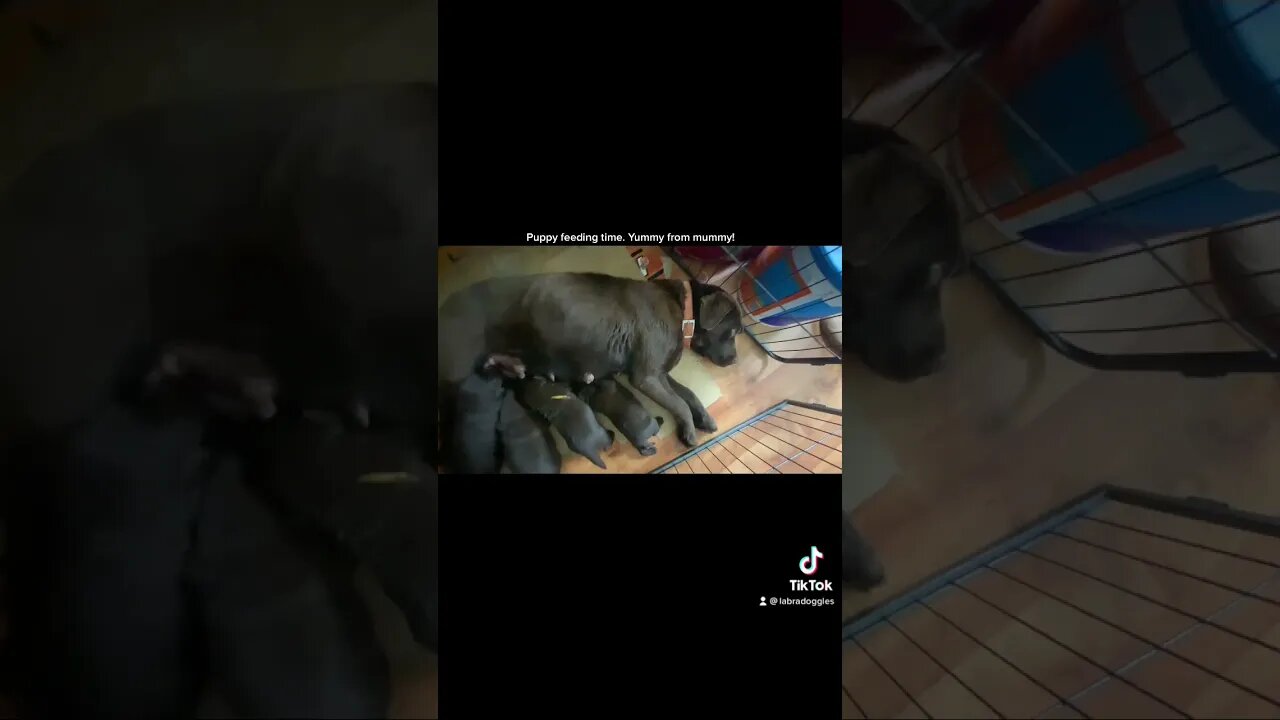 Puppies get yummy milk from Mommy.