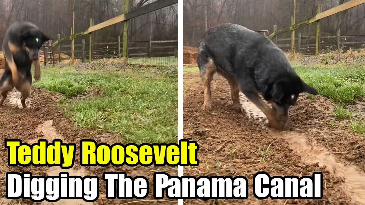 Funny Dogs Videos - Teddy Roosevelt Digging The Panama Canal