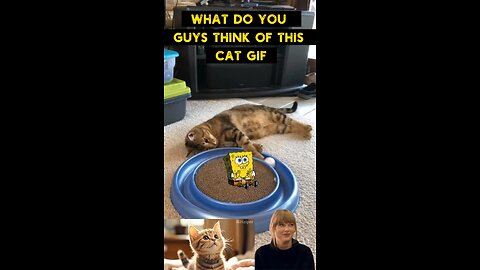 Cute Cat Gif