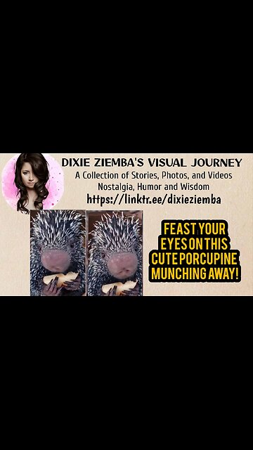 Feast your eyes on this cute porcupine munching away!