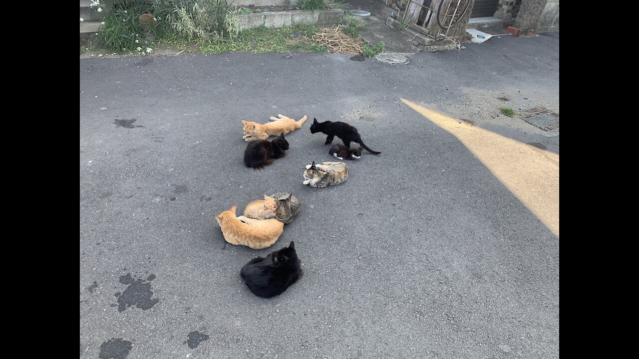 Cats from Japan's Cat Island