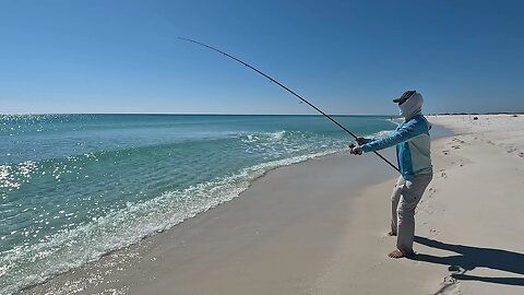 Beach MONSTER and COOL visit from the Gulf.