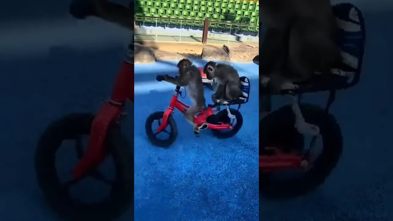 monkey cycle funny video||funny animal videos||#bookrdx #Rdx #animals