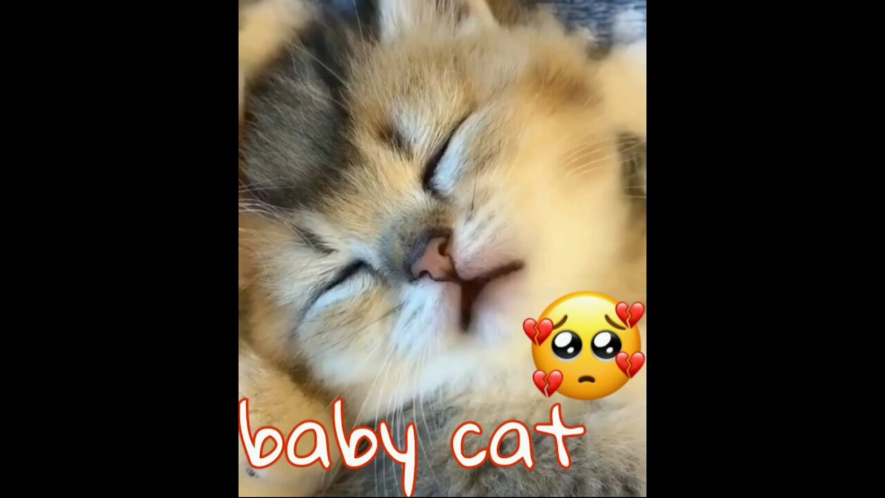 Cute cat🥰💖