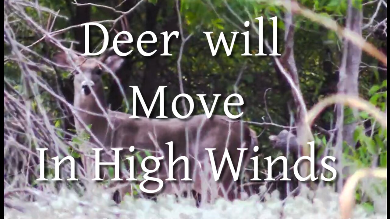 Deer WILL move in High Winds