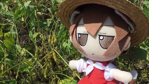 Soybean fumo