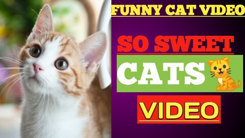 CAT _and _Kittens_ MEOWING VIDEO