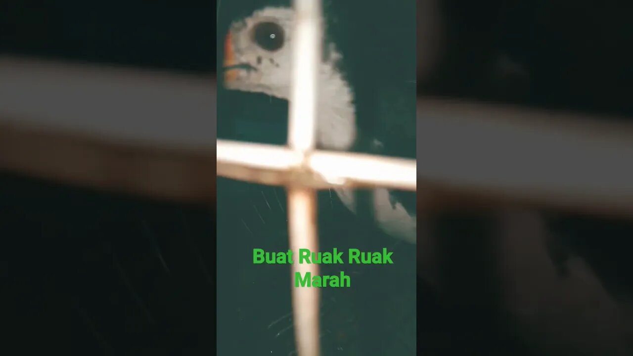 Buat Ruak Ruak Emosi