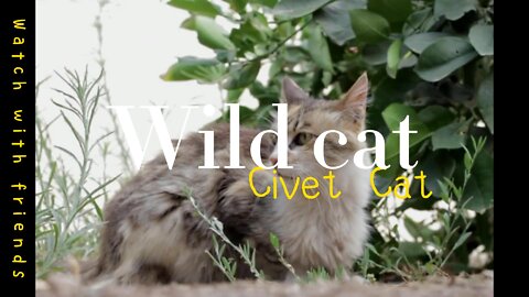 The little wild cat at home