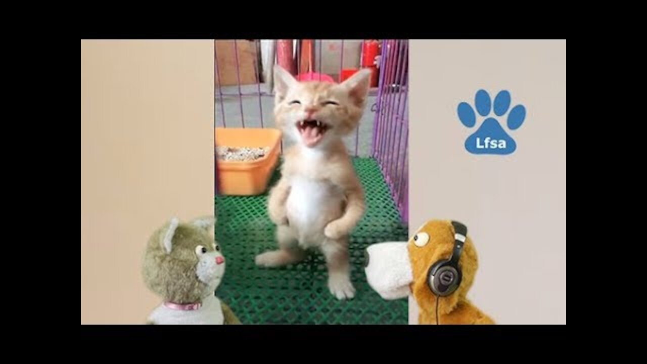 Funny animals try not to laugh - Funny cats and dogs # 09 Reissued