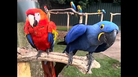 Beautiful birds in india Zoo