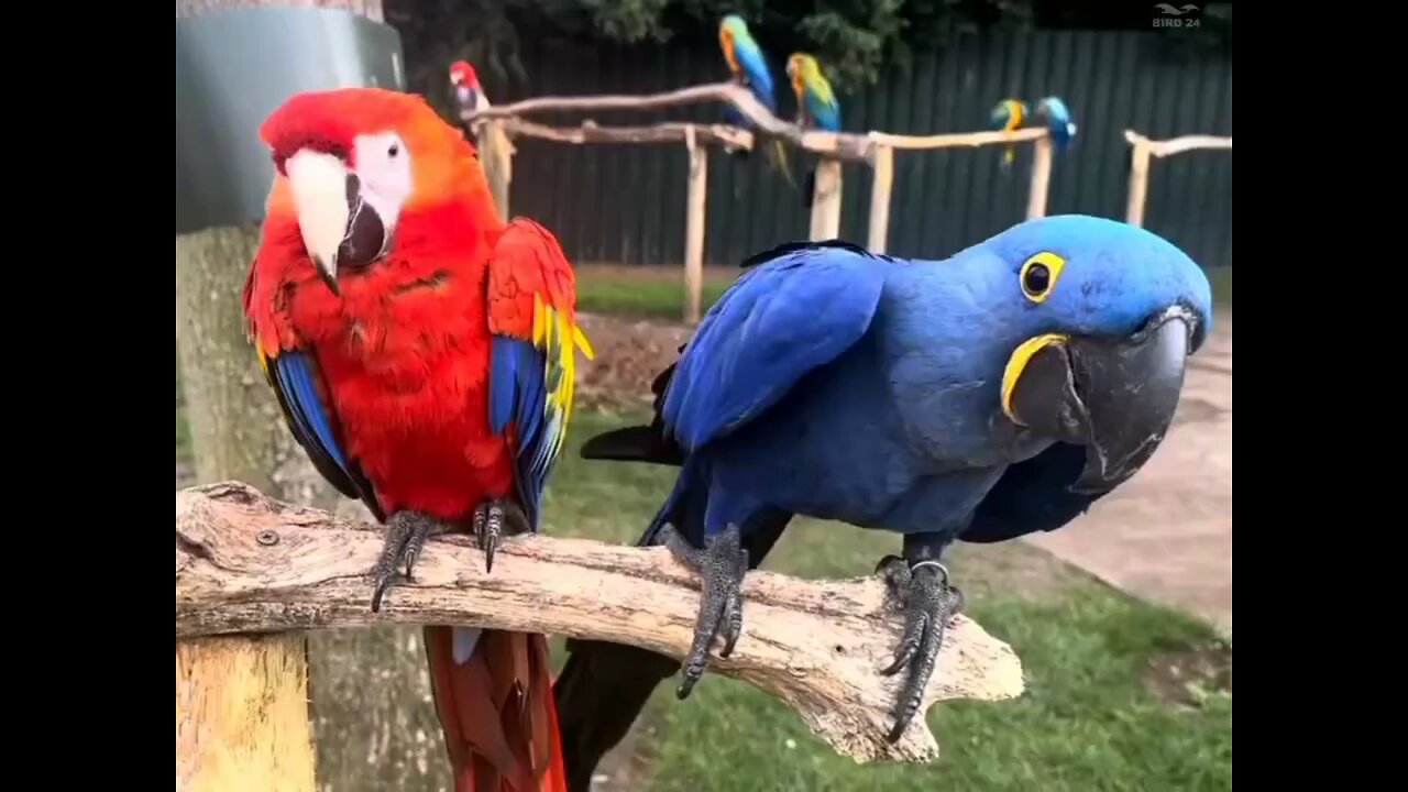 Beautiful birds in india Zoo