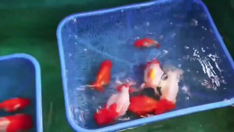 world class ranchu goldfish-3