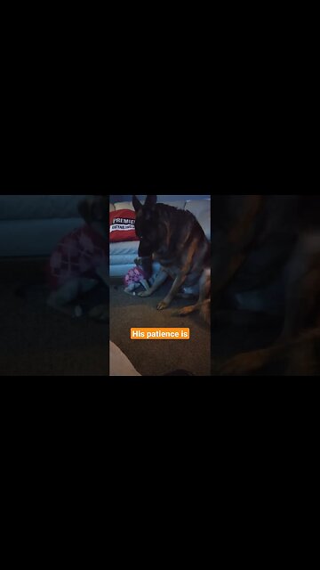 Waiting to go work #short #shorts ! His patience is beast..