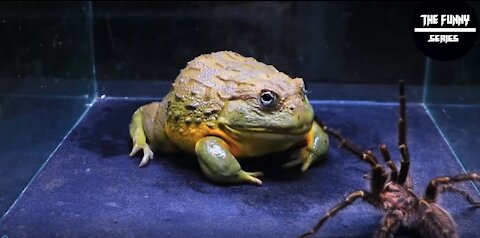 AFRICAN BULLFROG VS BIG TARANTULA