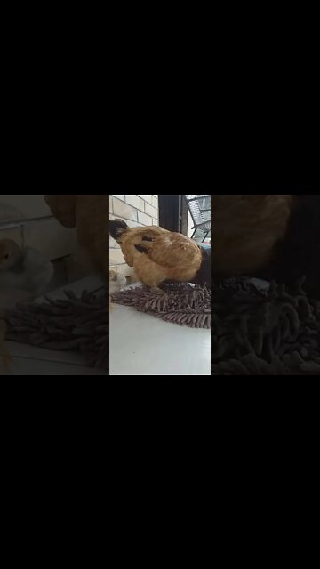 Galinha do olho azul adora esses rapetes