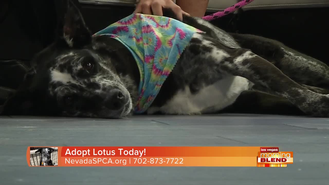 Pick Of The Litter: Lotus!