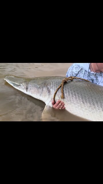 One Of The Largest Alligator Gar I Have Tagged 🦖